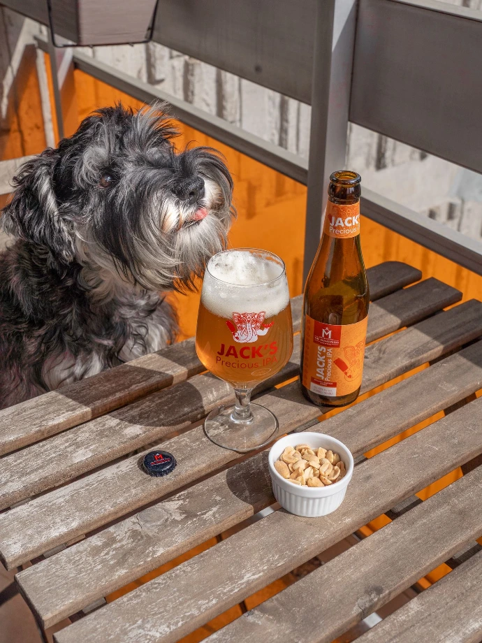 Dog drinking beer